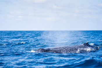 Azura Benguerra Island: Auftauchender Wal