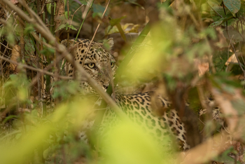 Bagh Villas: Leopard