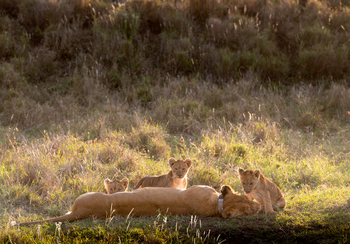 Borana Lodge Borana Lodge: Liegende Löwin mit ihren Jungtieren