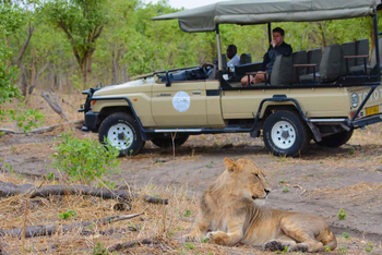 Camp Savuti: Löwenbegegnung
