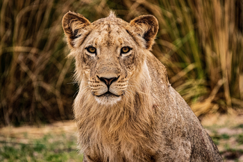 Chikwenya Camp Chikwenya Camp: Weibliche Löwin