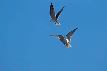 Chobe Savanna Lodge: African Skimmers