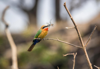 Chundukwa River Lodge: White-fronted Bee-Eater