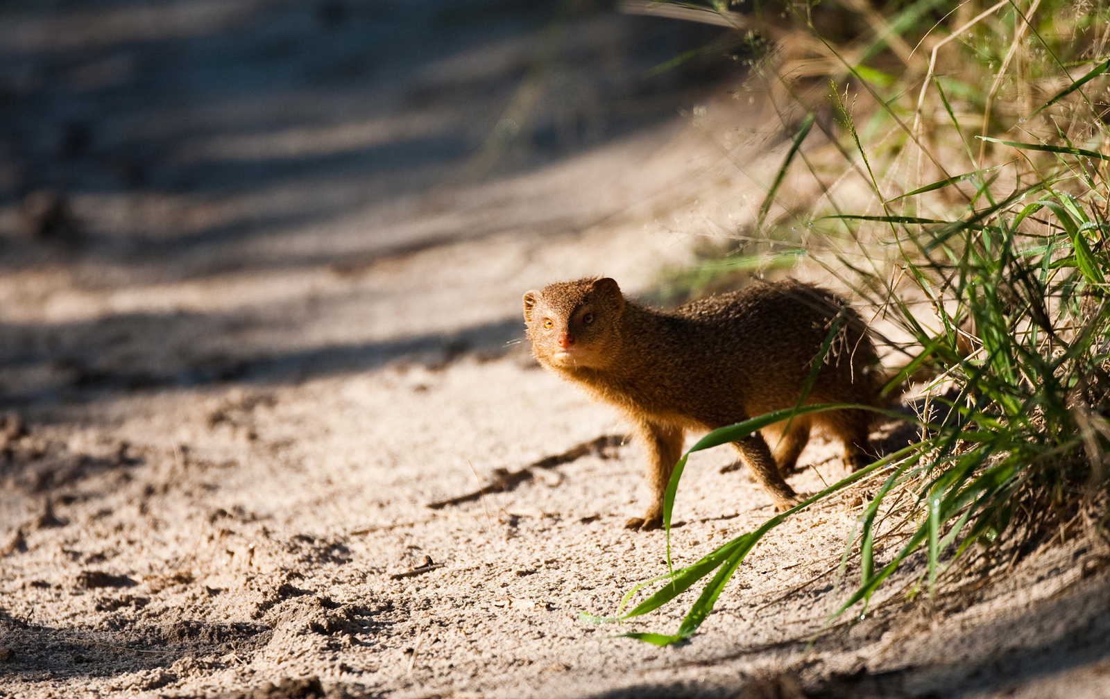 Deception Valley Lodge Deception Valley Lodge: Manguste