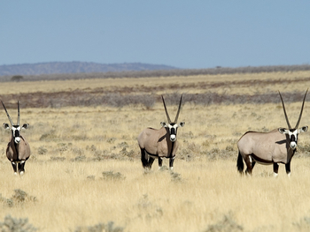 Etosha National Park: OryxGras