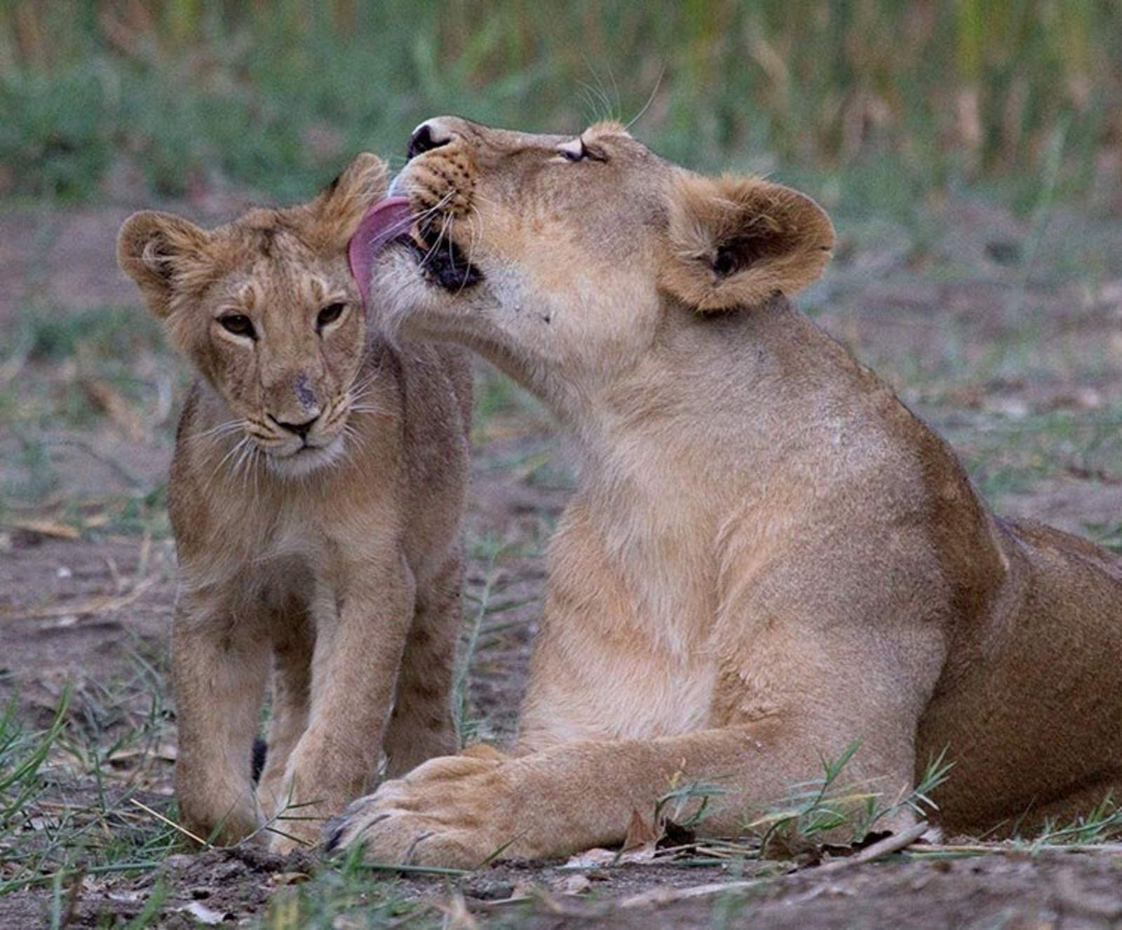Fern Gir Forest Resort Fern Gir Forest Resort: Löwen