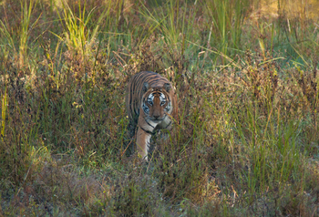 Flame of the Forest Safari Lodge: Pirschender Tiger
