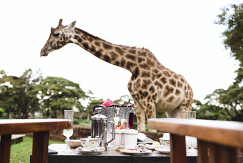 Giraffe Manor: Giraffenerlebnis