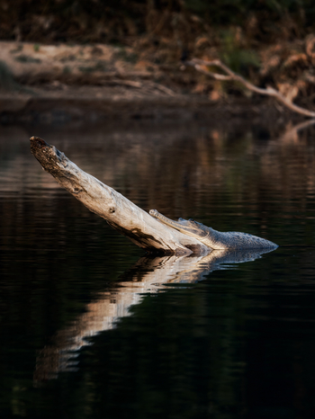 Jaagir Manor: Gharial