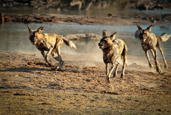 Jamala Madikwe: Drei Wildhunde an einem Wasserloch