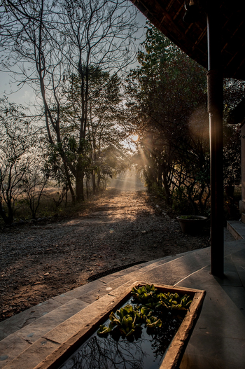 Jim's Jungle Retreat: Außenanlagen