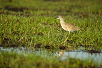 Kanana Camp: Vogelkolonie - Egret
