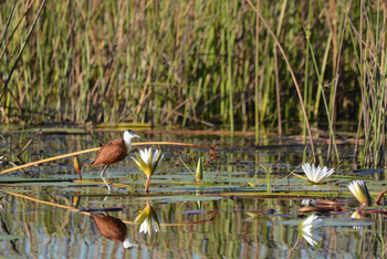 Karangoma Camp: African Jacana