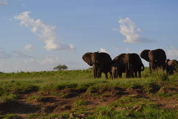 Kidepo National Park: Elefantengruppe