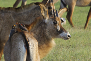 Konkamoya Lodge: Pferdeantilope mit Madenhackern