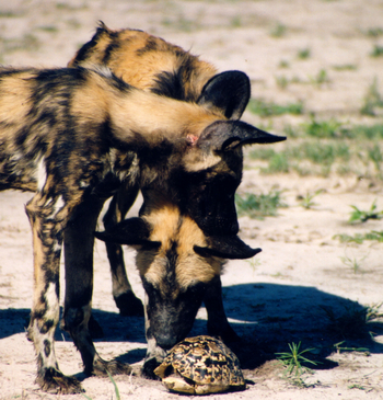 Kwara Camp Kwara Camp: Wildhunde mit Schildkröte