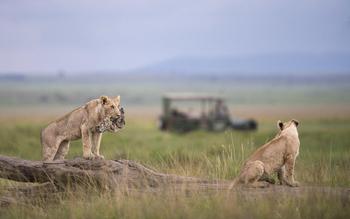 Little Governors' Camp: Spielende Löwen