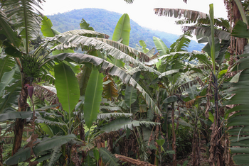 Mahogany Springs Safari Lodge: Bananenstauden