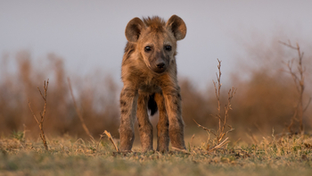 Musekese Camp Musekese Camp: Junge Hyäne