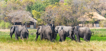 Nanzhila Plains Camp: Elefanten vor den Gästehütten