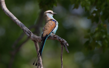 Nanzhila Plains Camp: Spatelracke