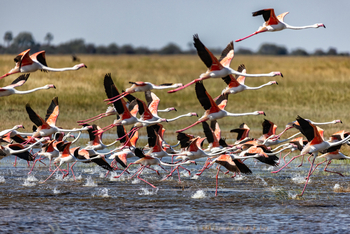 Camp Kalahari Camp Kalahari: Startende Flamingos