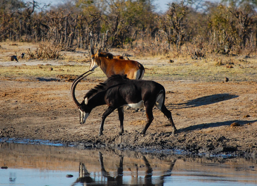 Nehimba Lodge