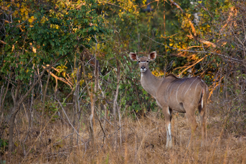 Ntemwa Busanga Bushcamp Ntemwa Busanga Bushcamp: Kudu