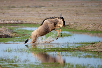 Ol Donyo Lodge: Springendes Gnu