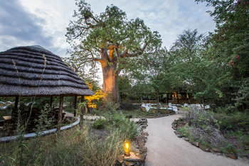 Planet Baobab: Wege durch das Gelände
