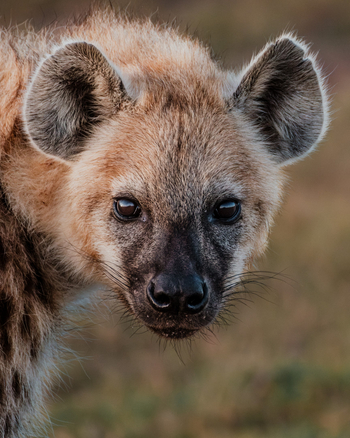 Porini Rhino Camp: Hyäne