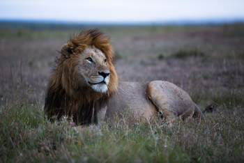 Rekero Camp: Alter Löwe
