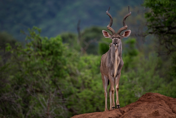 Royal Zambezi Lodge: Kudu