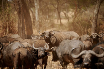 Sanctuary Swala: Büffel