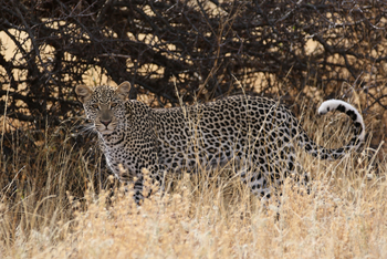 Saruni Samburu: Leopard