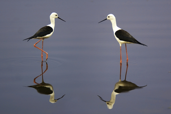 Selinda Explorers Camp Selinda Explorers Camp: Black-winged Stilts