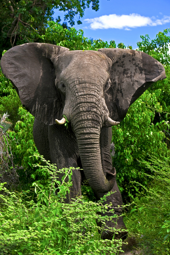 Selinda Explorers Camp Selinda Explorers Camp: Elefantenbulle