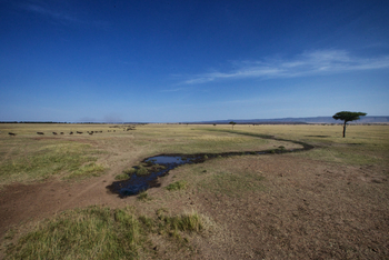 Serian Serengeti Mobile Kusini Camp: Gnuwanderung