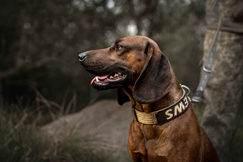 Singita Castleton: Wachsamer Safarihund vor üppigem Busch