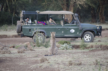 Sirikoi Lodge Sirikoi Lodge: Gepard vor einem Geländefahrzeug