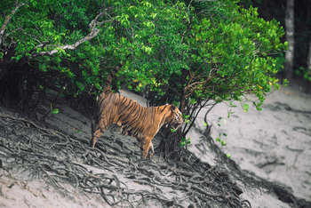 Sunderban Tiger Camp: Tiger markiert sein Territorium