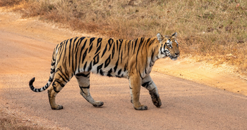 Tathastu Resort Tadoba: Tigress