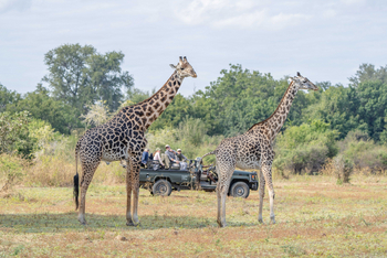Time + Tide South Luangwa Time + Tide South Luangwa: Game Drives