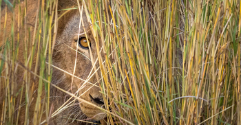 Wilderness Mokete Camp: Versteckter Löwe