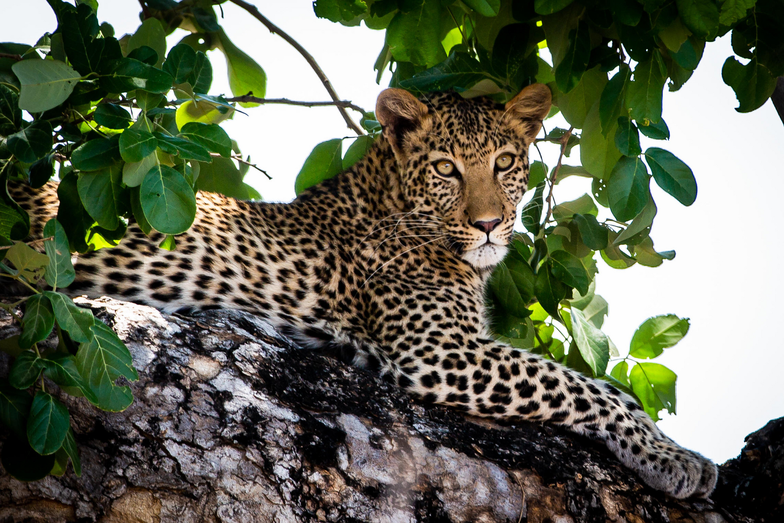 Zambezi Expeditions Zambezi Expeditions: Leopard