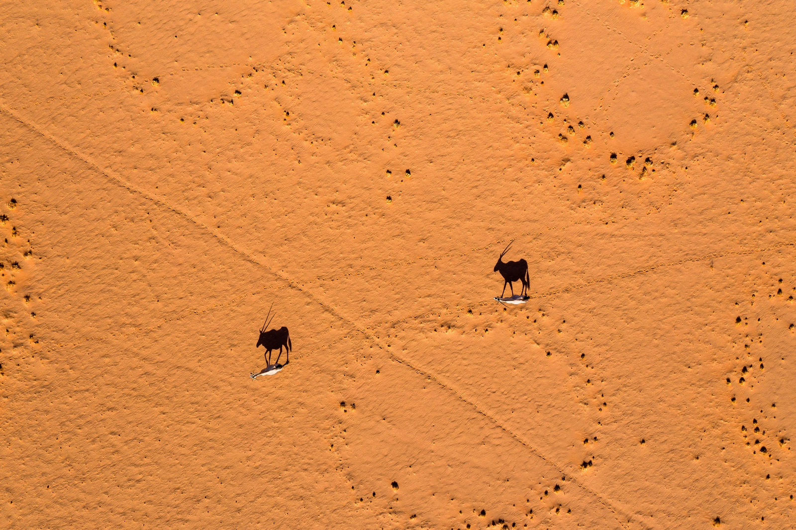 andBeyond Sossusvlei Desert Lodge andBeyond Sossusvlei Desert Lodge: Oryxschatten