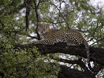 Abu Camp Abu Camp: Leopard im Baum