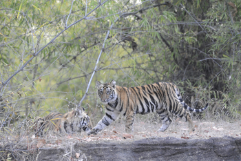 Bandhavgarh National Park: Junger Tiger