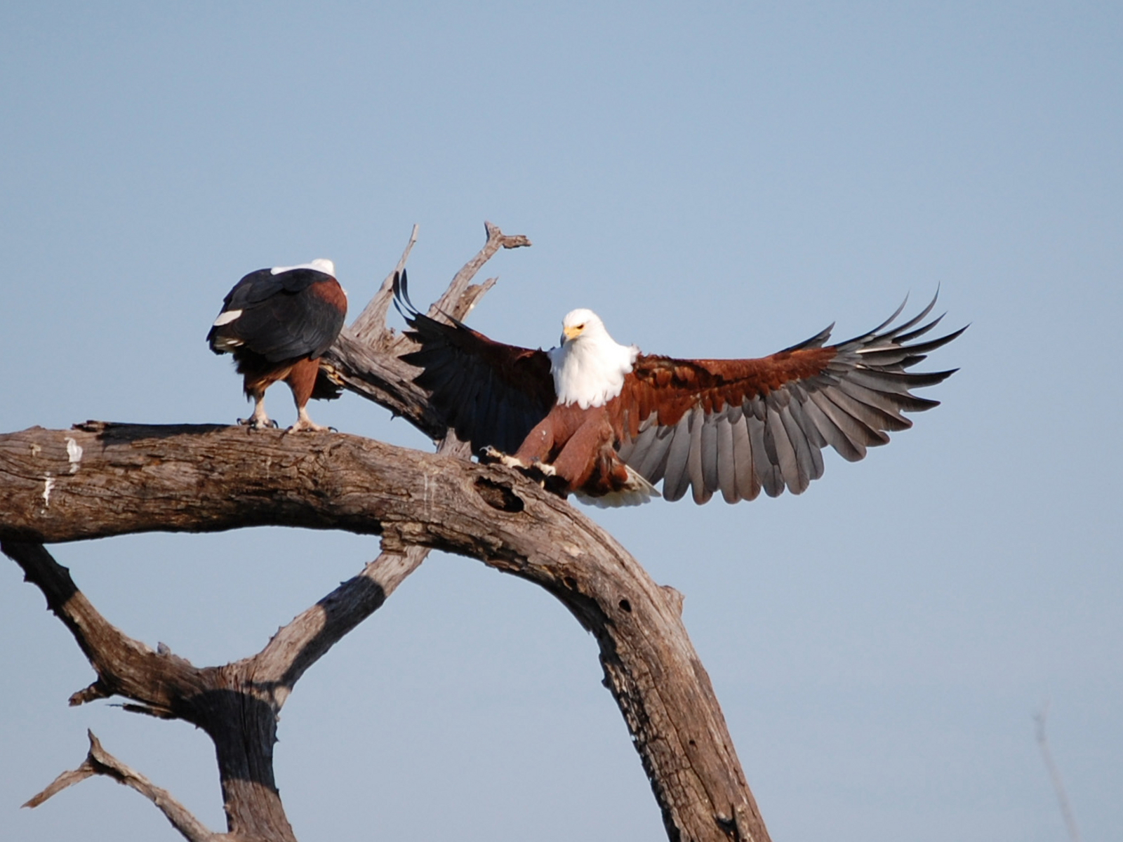 Muchenje Safari Lodge Muchenje Safari Lodge: Landender Fischadler