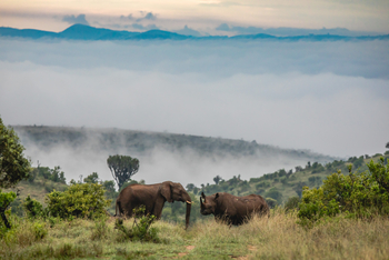 Borana Lodge Borana Lodge: Elefant und Nashorn stehen sich gegenüber
